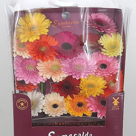 Germini Kameleon Mix (Secure Boxed)