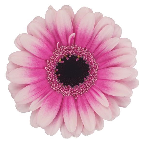 Germini Leando (Bunched)