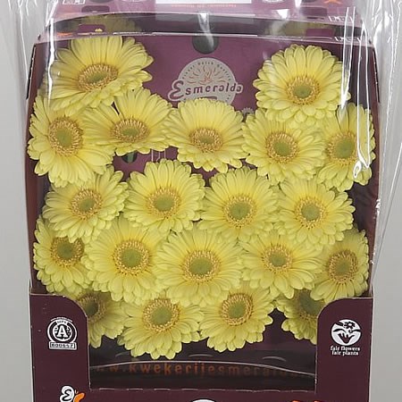 Germini Lemon Ice (Secure Packed)
