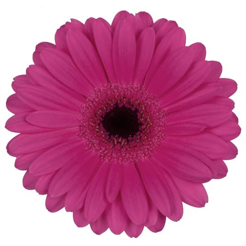 Germini Lillian (Bunched)