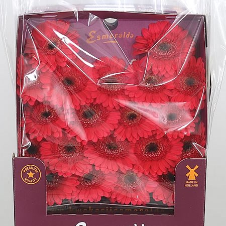 Germini Lobstar (Secure Packed)