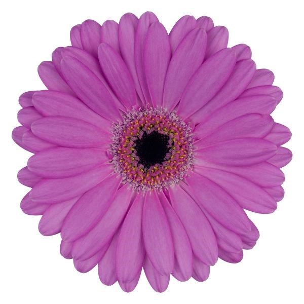 Germini Lois (Bunched)