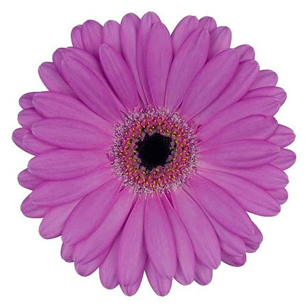 Germini Lois (Secure Boxed)