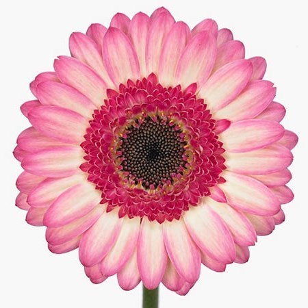 Germini Lollipop (Bunched)