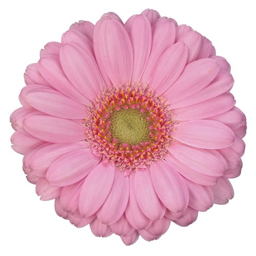 Germini Loveme (Bunched)