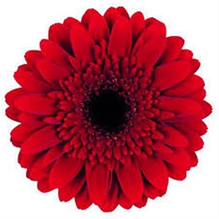 Germini Masserati (Bunched)