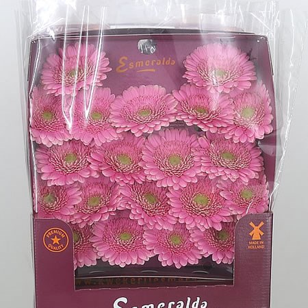 Germini Milwaukee (Secure Boxed)
