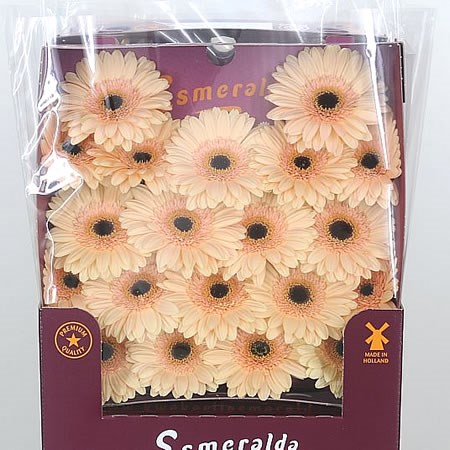Germini Mokka (Secure Boxed)