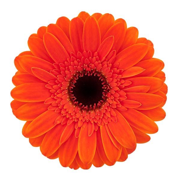 Germini Nemo (Bunched)