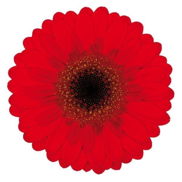 Germini Nirvana (Bunched)