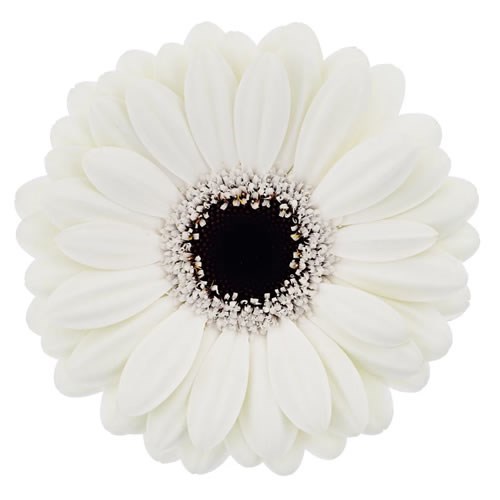 Germini Olaf (Bunched)