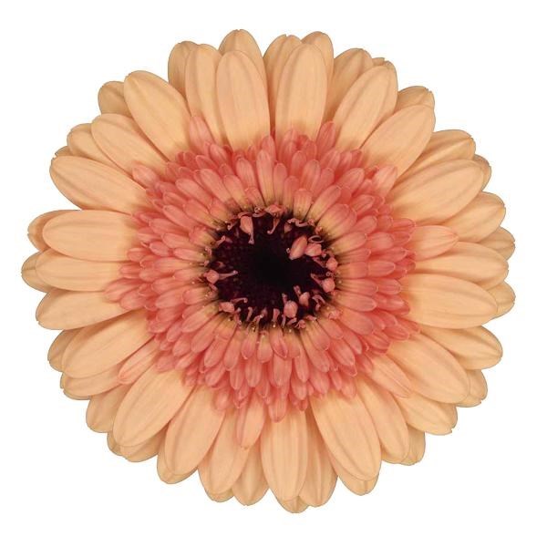 Germini Oreo (Bunched)