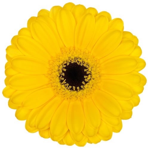 Germini Pacman (Bunched)