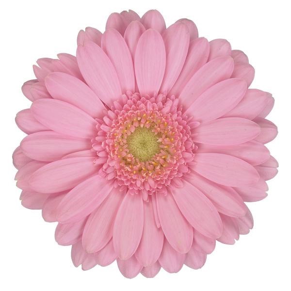 Germini Pirouette (Secure Boxed)