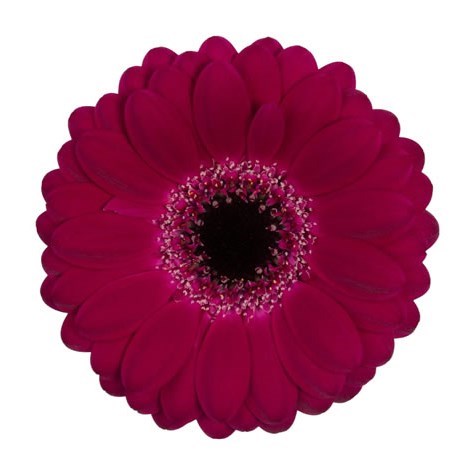 Germini Platini (Bunched)