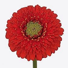 Germini Pomponi Amore (Bunched)