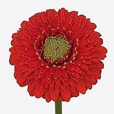 Germini Pomponi Amore (Secure Boxed)