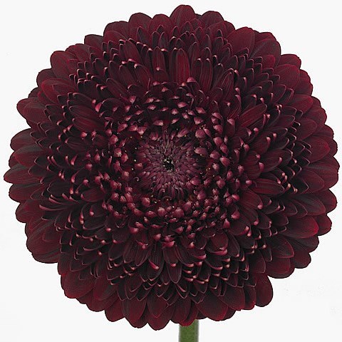 Germini Pomponi Black Pearl (Bunched)