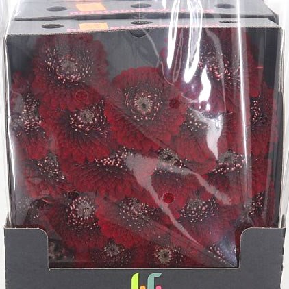 Germini Pomponi Black Pearl (Secure Boxed)
