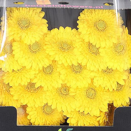 Germini Pomponi Fantastic (Secure Packed)