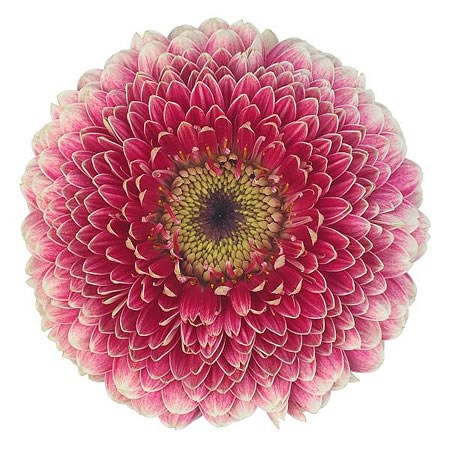 Germini Pomponi Gala (Secure Boxed)