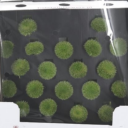 Germini Pomponi Green Ball (Secure Boxed)