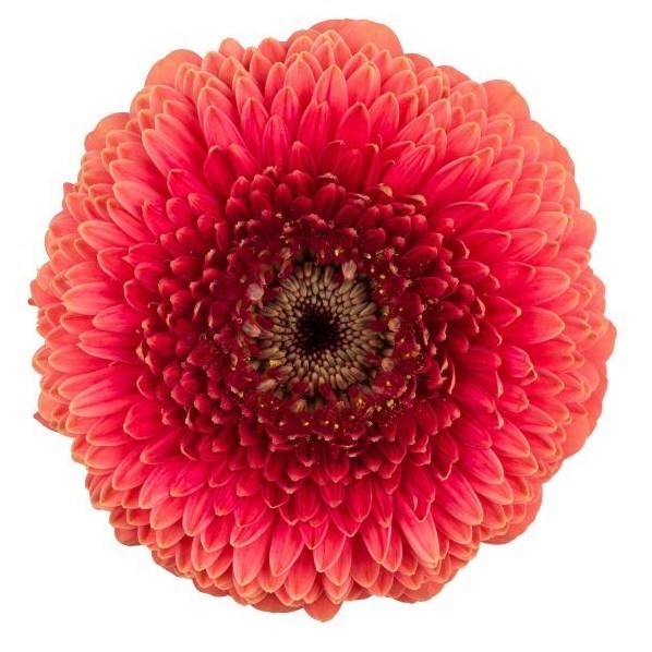Germini Pomponi Louen (Bunched)