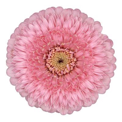 Germini Pomponi Piggy (Secure Boxed)