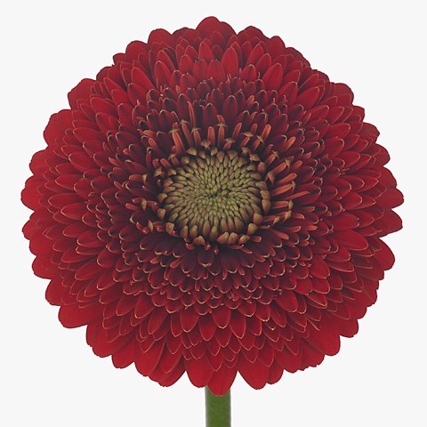 Germini Pomponi Red Light (Bunched)