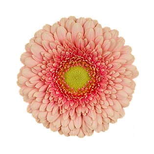 Germini Pomponi Zenna M (Secure Boxed)