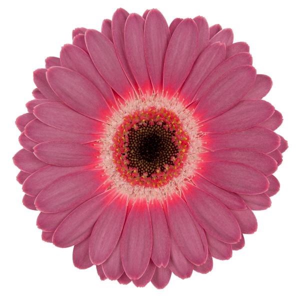 Germini Purple Wonder (Bunched)