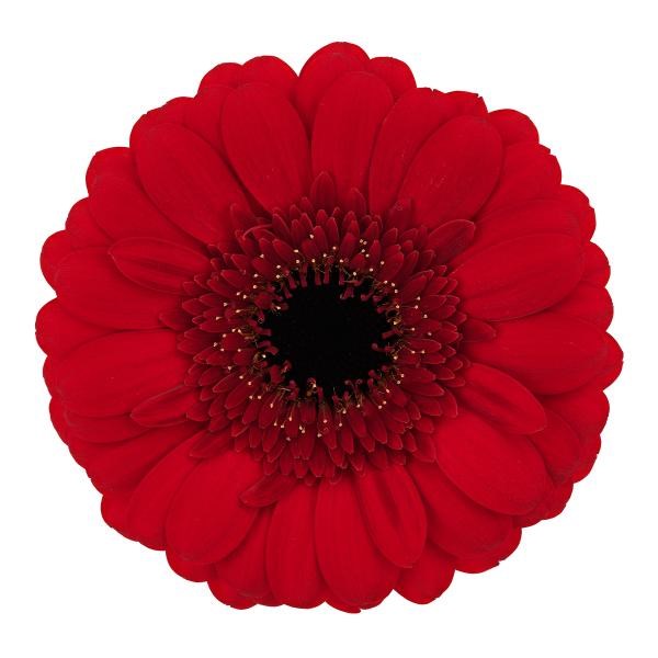Germini Red Ruby (Bunched)