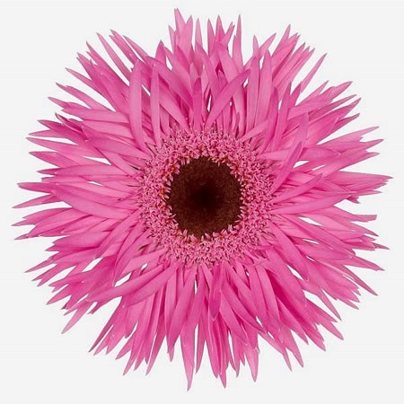 Germini Spider Bouquet (Secure Boxed)