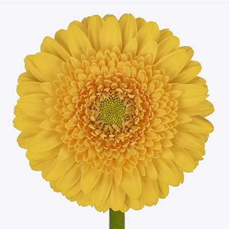 Germini Springtime (Secure Boxed)