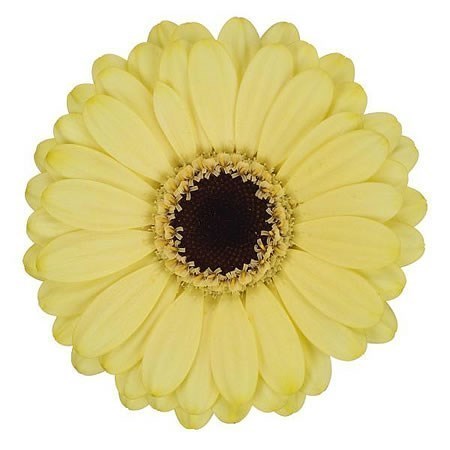 Germini Surfer (Bunched)