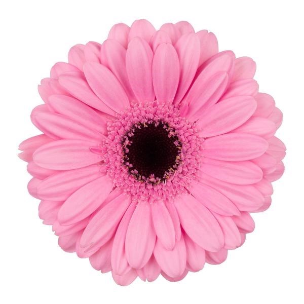 Germini Talent (Bunched)