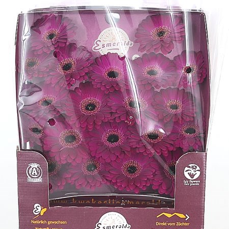 Germini Terra Saffier (Secure Packed)