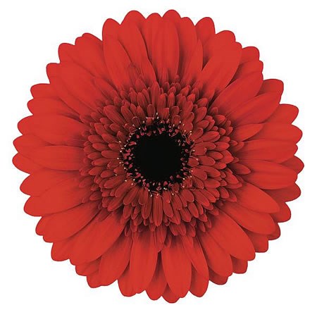 Germini Velluto (Secure Boxed)