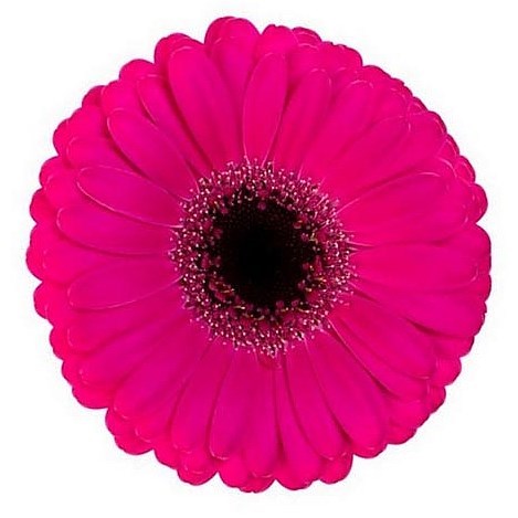 Germini Virgil (Bunched)