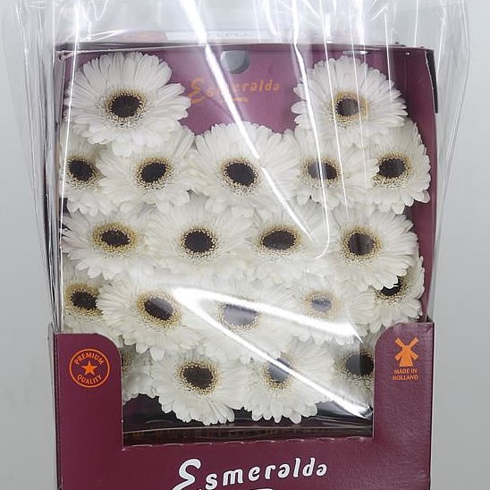 Germini Yuta (Secure Boxed)