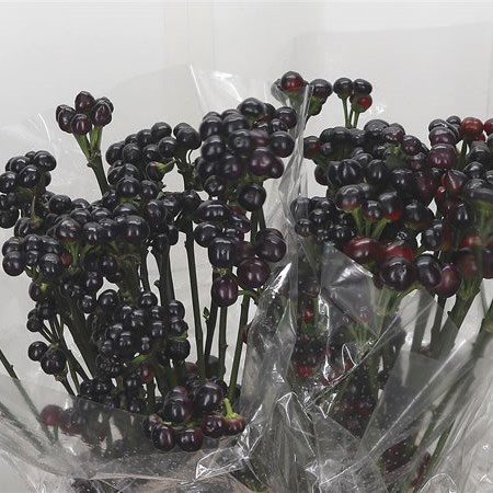 Giant Pepper - Black Candy