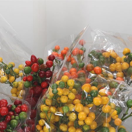 Giant Pepper - Candy Mix