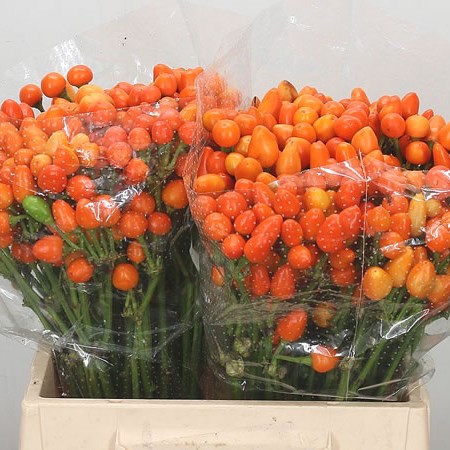 Giant Pepper - Orange Candy