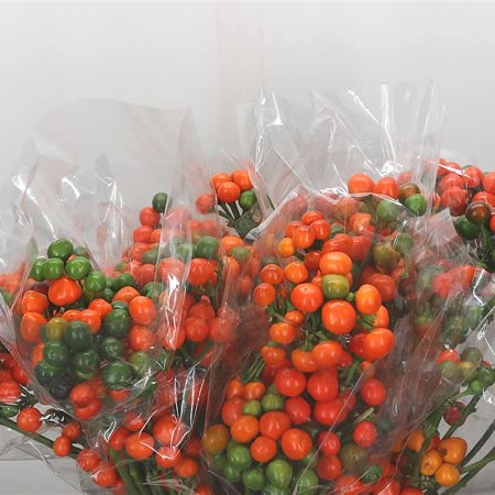 Giant Pepper - Orange Candy