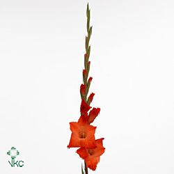 Gladioli Large Live Oak