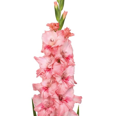 Gladioli Adrenalin