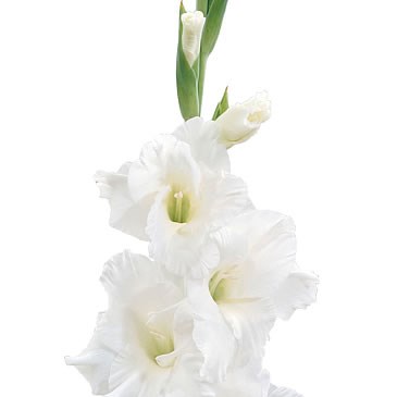 Gladioli Amsterdam
