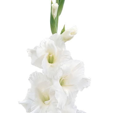 Gladioli Amsterdam