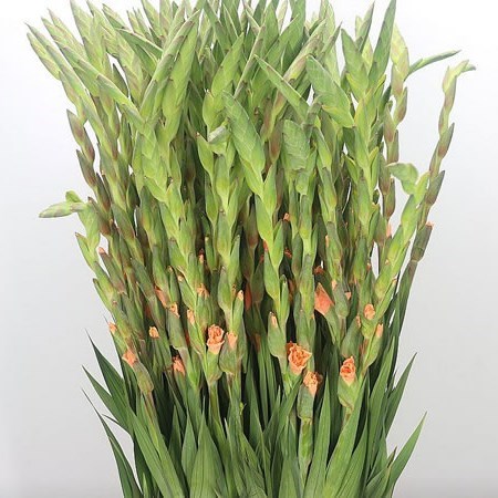 Gladioli Apricot Jewel