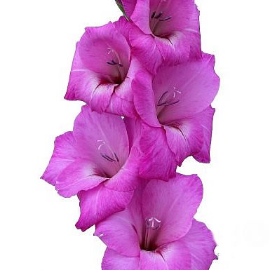 Gladioli Astarte